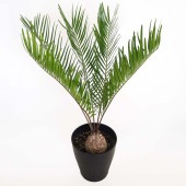ザミア フロリダーナ 【観葉植物 6号／1個売り】|観葉植物