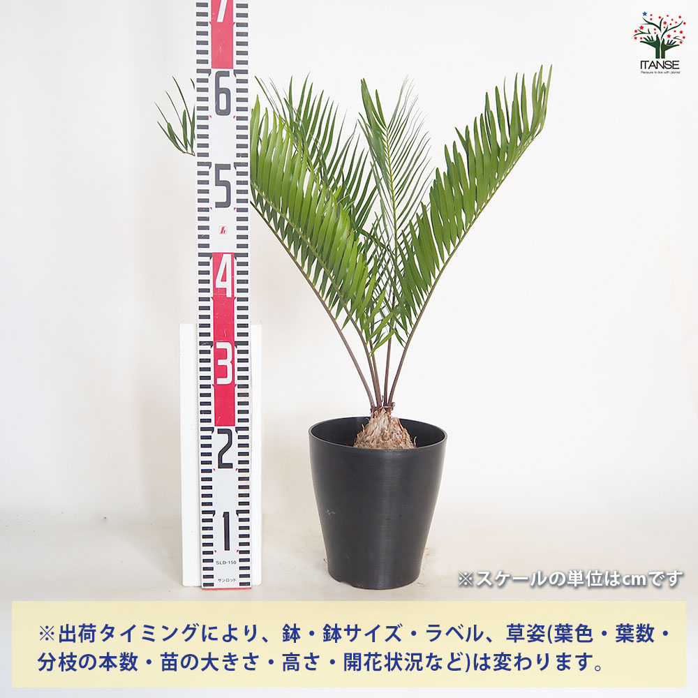 【現品】ザミア・フロリダーナ　多頭株　10号　白鉢（1） 現品】ザミア・フロリダーナ 多頭株 10号 白鉢（1） : 花の