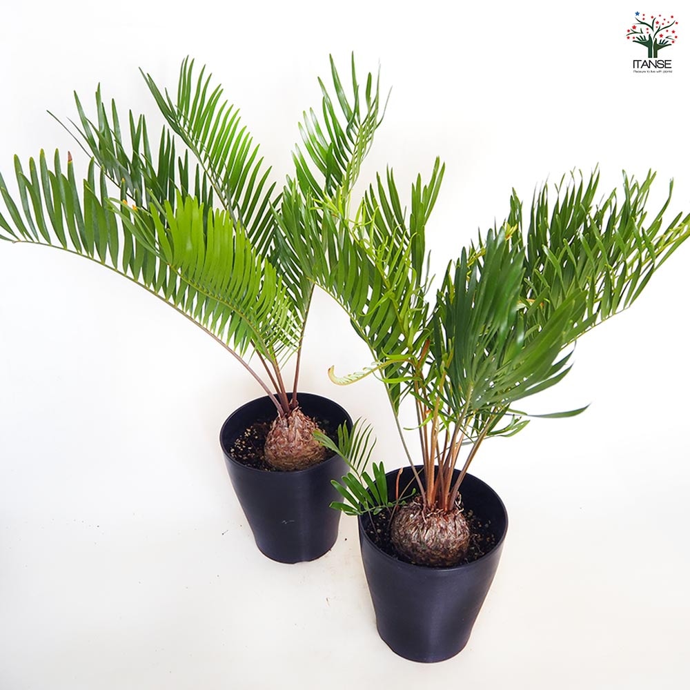 ザミア フロリダーナ ザミア フロリダーナ 【観葉植物 6号／1個売り】｜ 【植物の