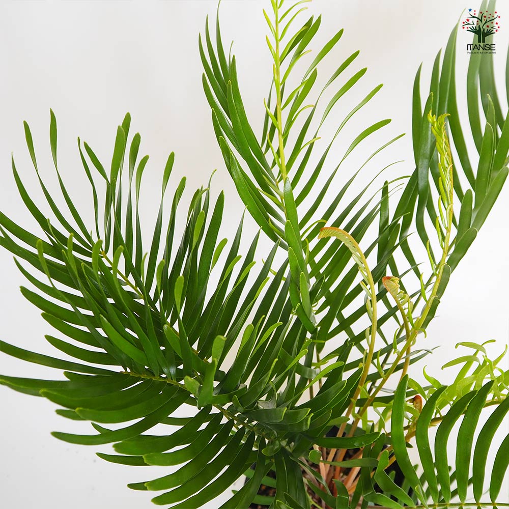 ザミア フロリダーナ 【観葉植物 6号／1個売り】｜ 【植物の