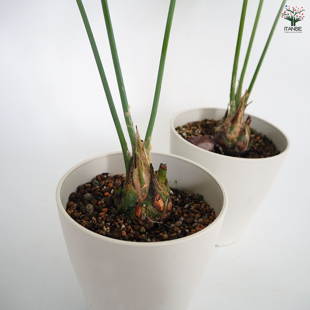 ディオーン　スピヌロッサム ディオーン：スピヌロスム 5号鉢植え の通販 | 園芸ネット