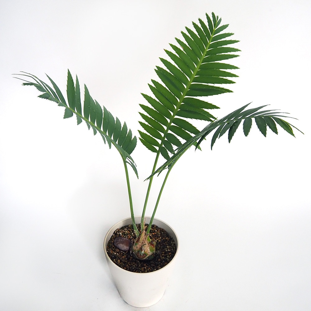 ディオーン スピヌロスム 【観葉植物 5号／1個売り】｜ 【植物の