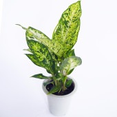 ディフェンバキア サブライム 【観葉植物 4号／1個売り】|観葉植物