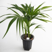 ケンチャヤシ 【観葉植物 7号／1個売り】|観葉植物