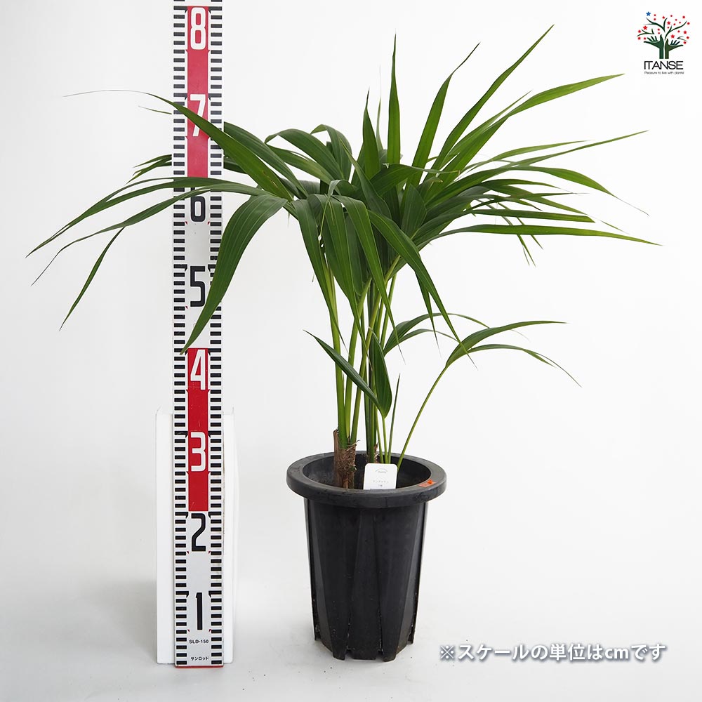 ケンチャヤシ 【観葉植物 7号／1個売り】｜ 【植物のITANSE