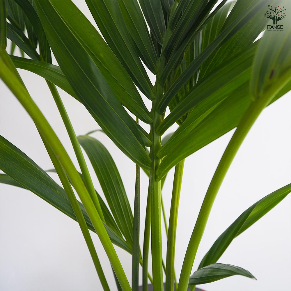 ケンチャヤシ 【観葉植物 7号／1個売り】｜ 【植物のITANSE