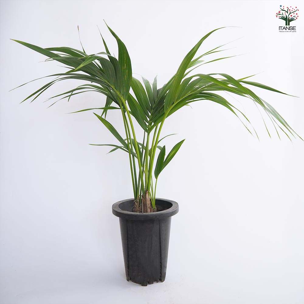 けんちゃんヤシ。観葉植物。鉢ごと無料で発送致しますいたします。 けんちゃんヤシ。観葉植物。鉢ごと無料で発送致しますいたします。
