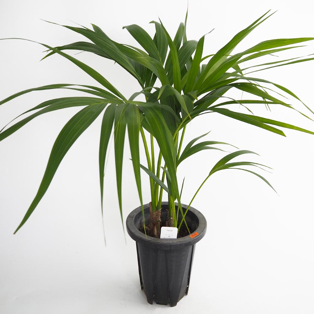 けんちゃんヤシ。観葉植物。鉢ごと無料で発送致しますいたします。 けんちゃんヤシ。観葉植物。鉢ごと無料で発送致しますいたします。