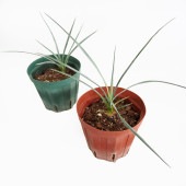 ユッカ ロストラータ 【観葉植物 4号】|観葉植物