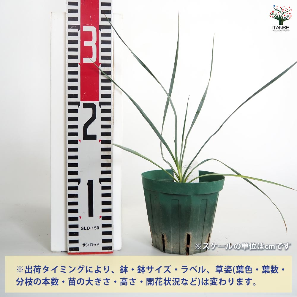 専用出品 特、リピ割 ユッカ ロストラータ (ち) 専用出品 セットリピ割 ユッカ ロストラータ (さ)
