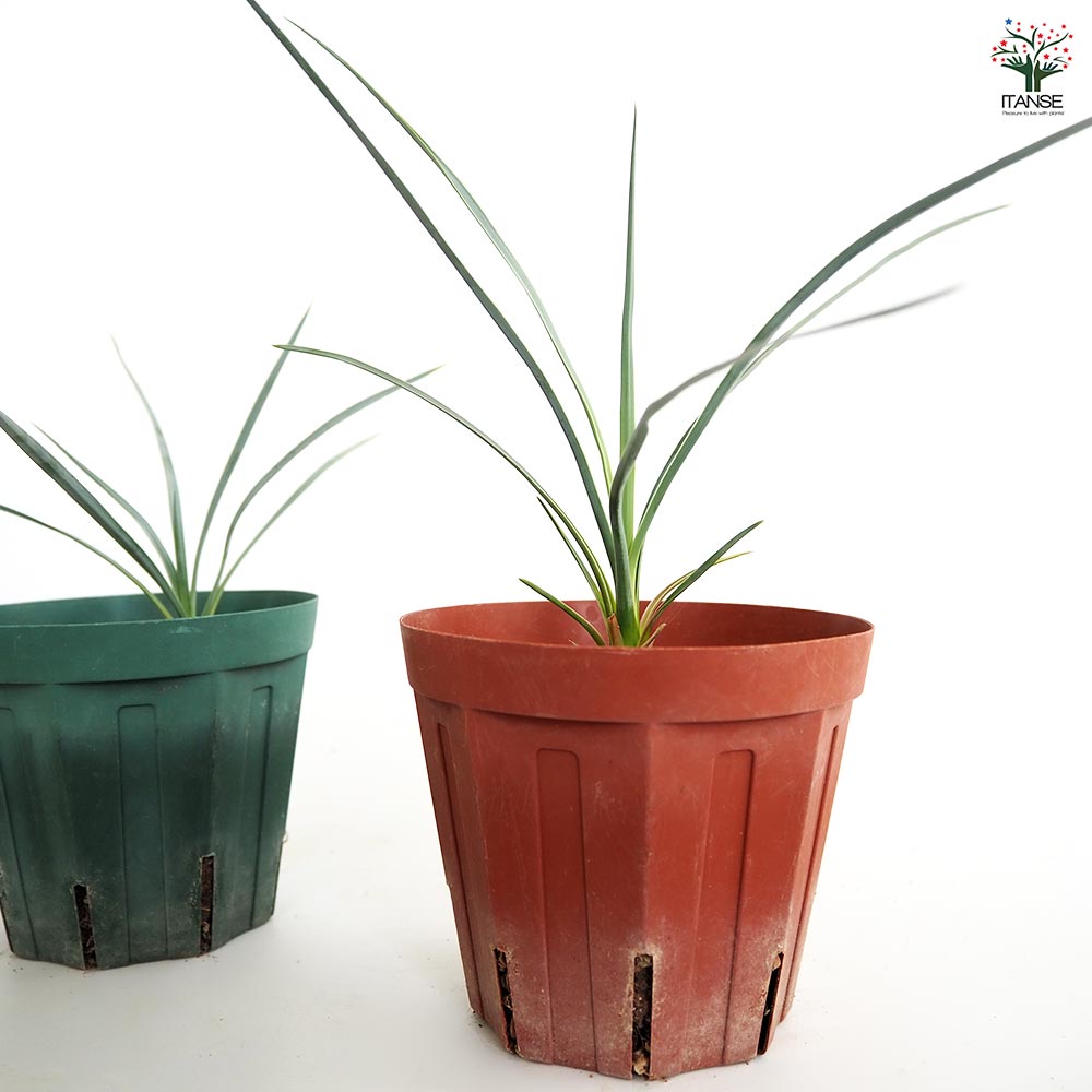 ユッカ ロストラータ 【観葉植物 4号】｜ 【植物のITANSE