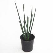 サンスベリア エリスラエ 【観葉植物 7号／1個売り】|観葉植物
