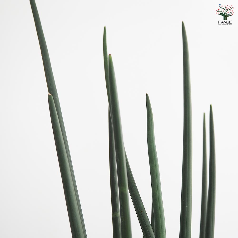 サンスベリア エリスラエ 【観葉植物 7号／1個売り】｜ 【植物の