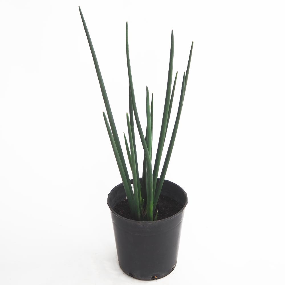 サンスベリア エリスラエ 【観葉植物 7号／1個売り】