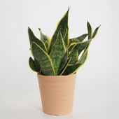 サンスベリア スパーバ 【観葉植物 4号／1個売り】|観葉植物