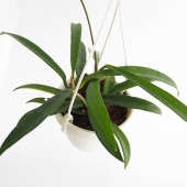 ホヤ ミニベラ 【観葉植物 3号】|観葉植物