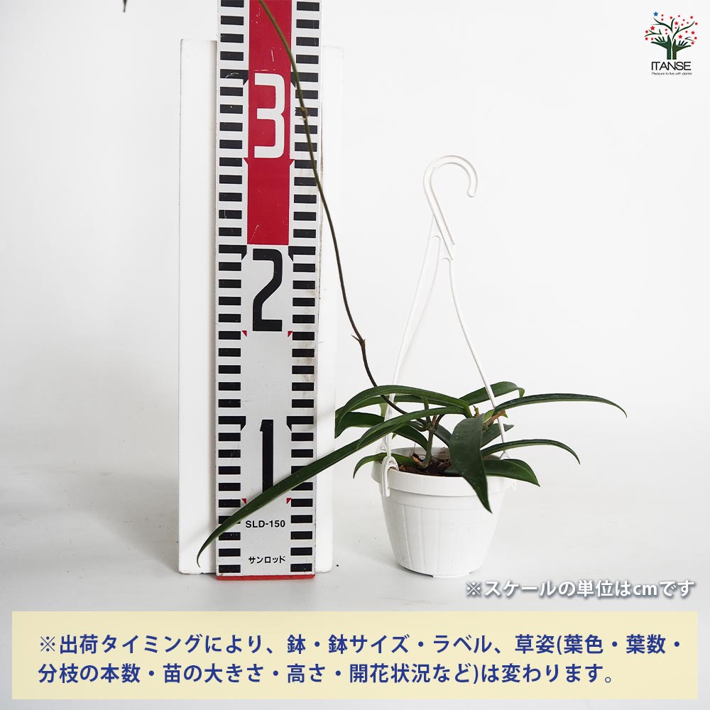 ホヤ ミニベラ 【観葉植物 3号】｜ 【植物のITANSE】全品送料