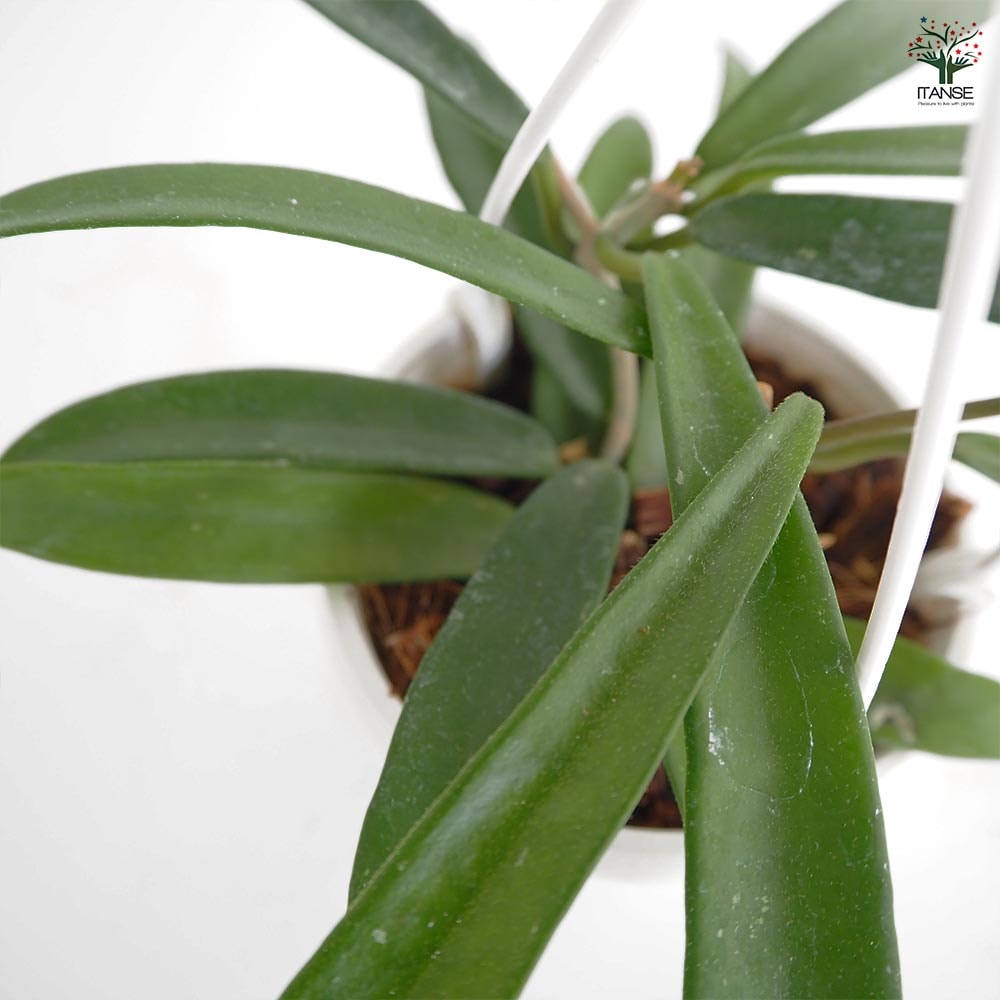 ホヤ ミニベラ 【観葉植物 3号】｜ 【植物のITANSE】全品送料