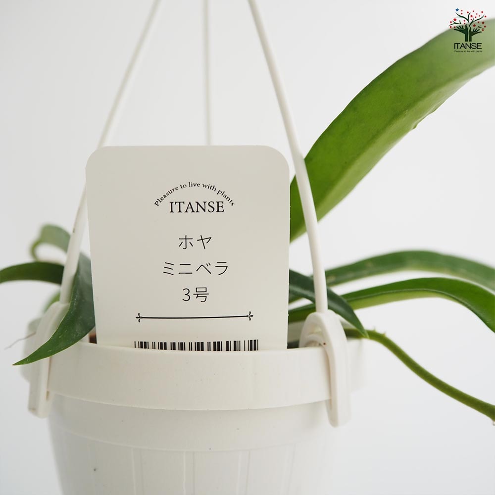 ホヤ ミニベラ 【観葉植物 3号】｜ 【植物のITANSE】全品送料