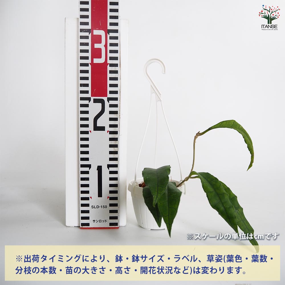 ホヤ フィンレイソニー ロングリーフ 【観葉植物 3号】｜ 【植物の