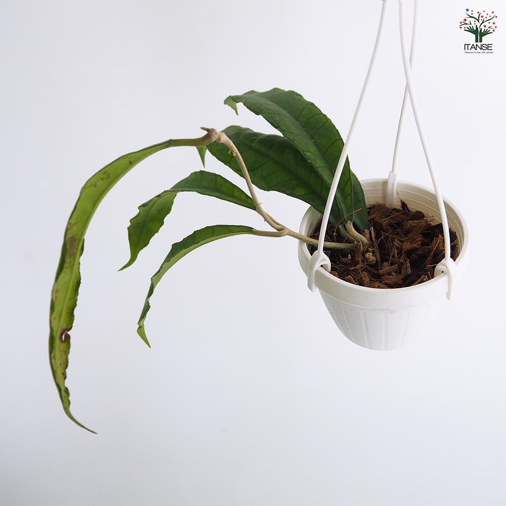 ホヤ フィンレイソニー ロングリーフ 【観葉植物 3号】｜ 【植物の