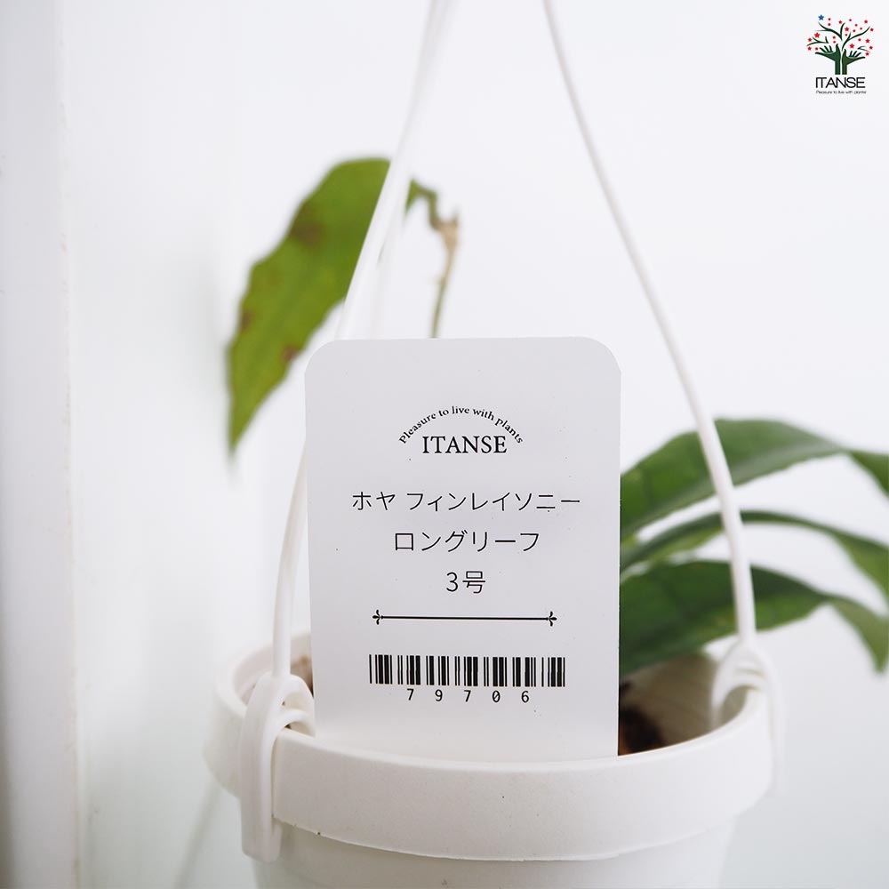 ホヤ フィンレイソニー ロングリーフ 【観葉植物 3号】｜ 【植物の