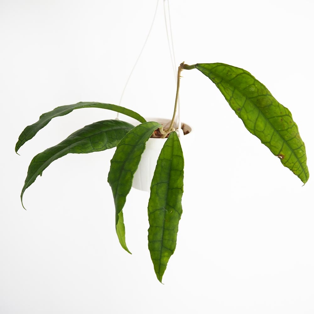 ホヤ フィンレイソニー ロングリーフ 【観葉植物 3号】