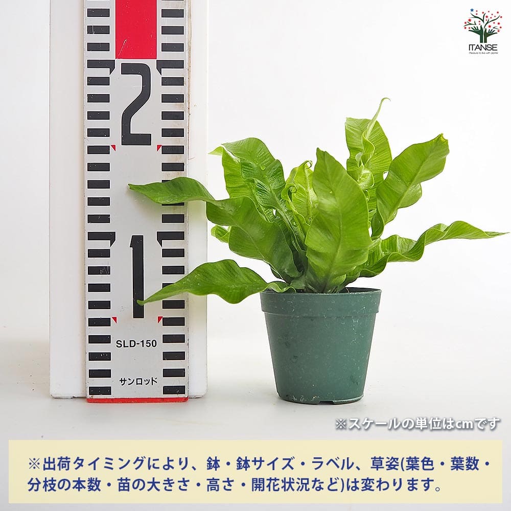 アスプレニウム エメラルドウエーブ 【観葉植物 2.5号】｜ 【植物の