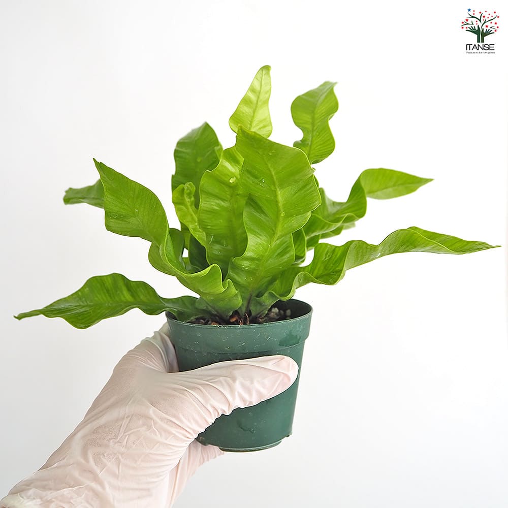アスプレニウム エメラルドウエーブ 【観葉植物 2.5号】｜ 【植物の