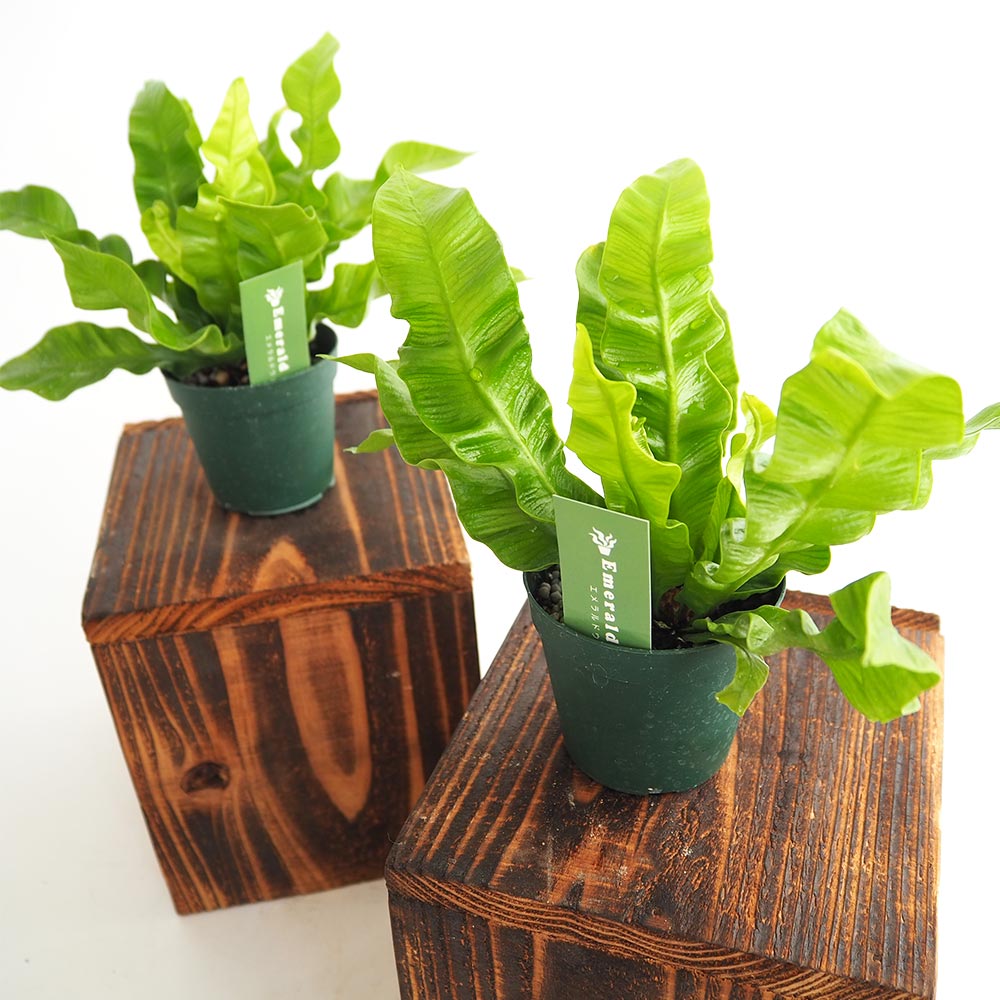 アスプレニウム エメラルドウエーブ 【観葉植物 2.5号】