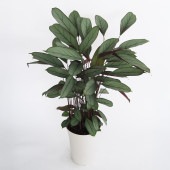 クテナンテ グレースター 【観葉植物 7号／1個売り】|観葉植物