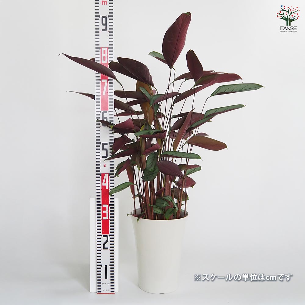 クテナンテ グレースター 【観葉植物 7号／1個売り】｜ 【植物の