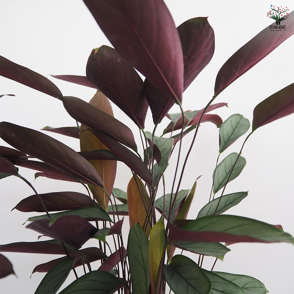 クテナンテ グレースター 【観葉植物 7号／1個売り】｜ 【植物の 