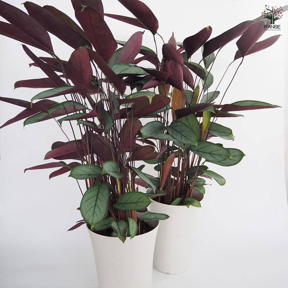 クテナンテ グレースター 【観葉植物 7号／1個売り】｜ 【植物の