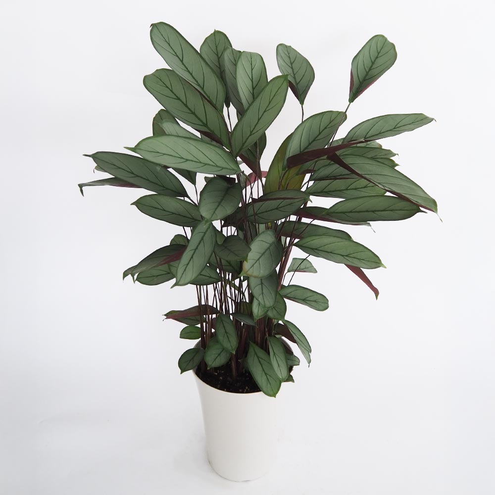 クテナンテ グレースター 【観葉植物 7号／1個売り】