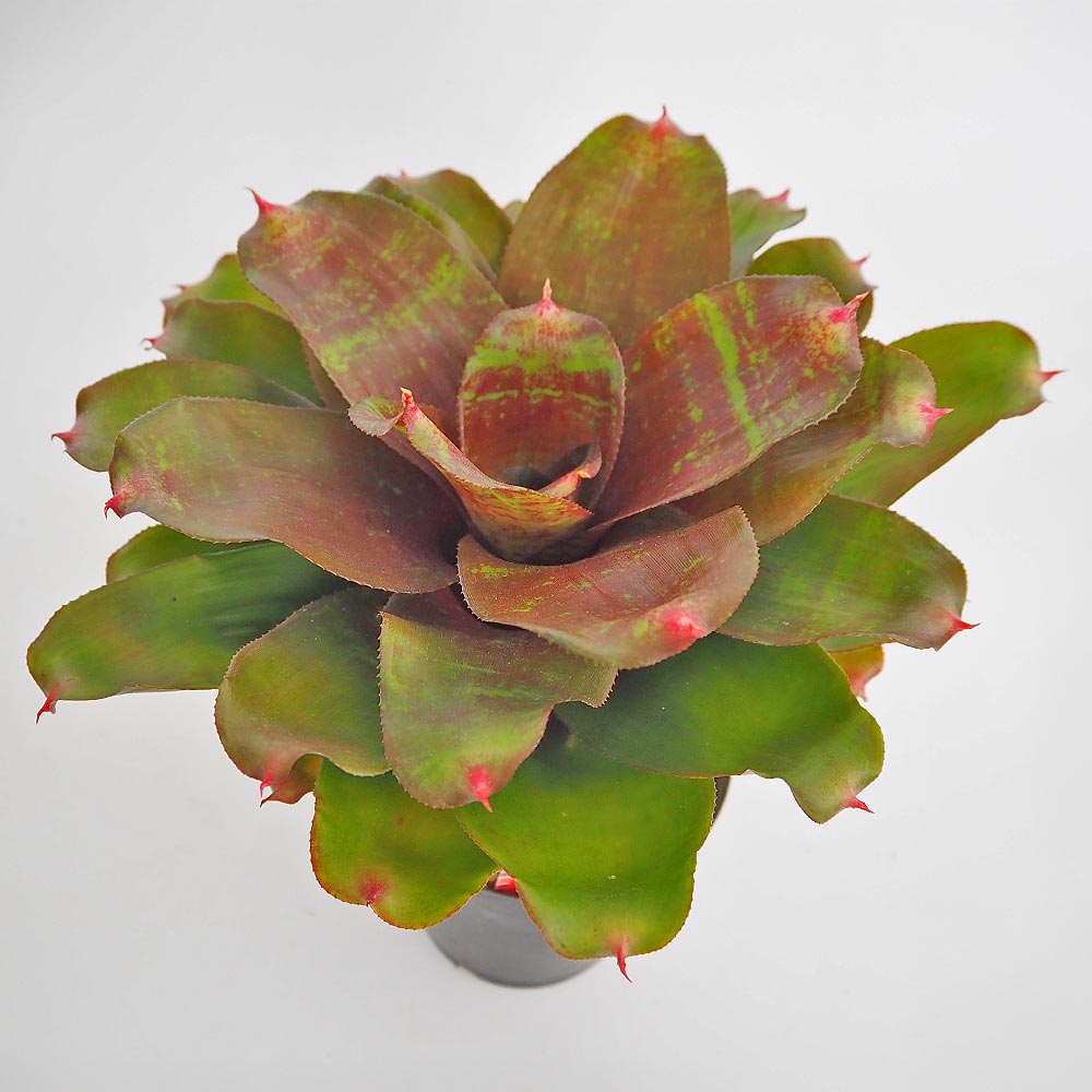 ネオレゲリア スモールワールド 【観葉植物 3.5号／1個売り】