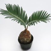 ソテツ 【観葉植物 2号】|観葉植物