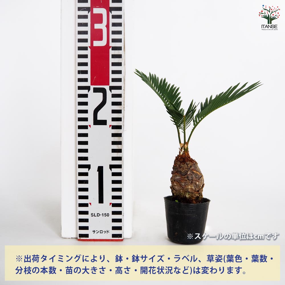 ソテツ 観葉植物　約2m超 楽天市場】【現品発送】ソテツ（蘇鉄) 大株 幹太 12号フレグラー