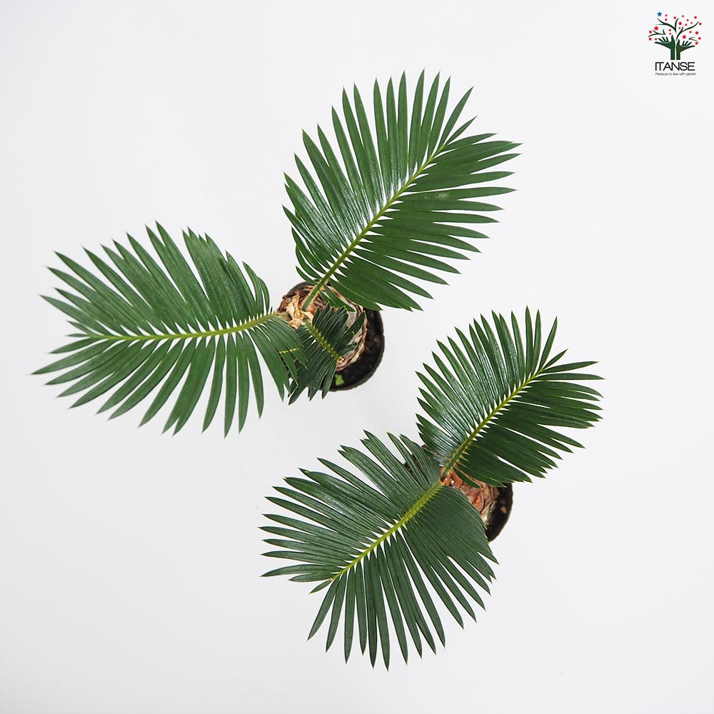 ソテツ 観葉植物　約2m超 Yahoo!オークション - B37-22 観葉植物 ザミア（メキシコソテツ