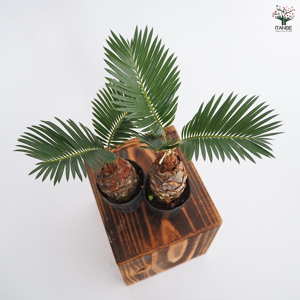 ソテツ 観葉植物　約2m超 Yahoo!オークション - B37-22 観葉植物 ザミア（メキシコソテツ