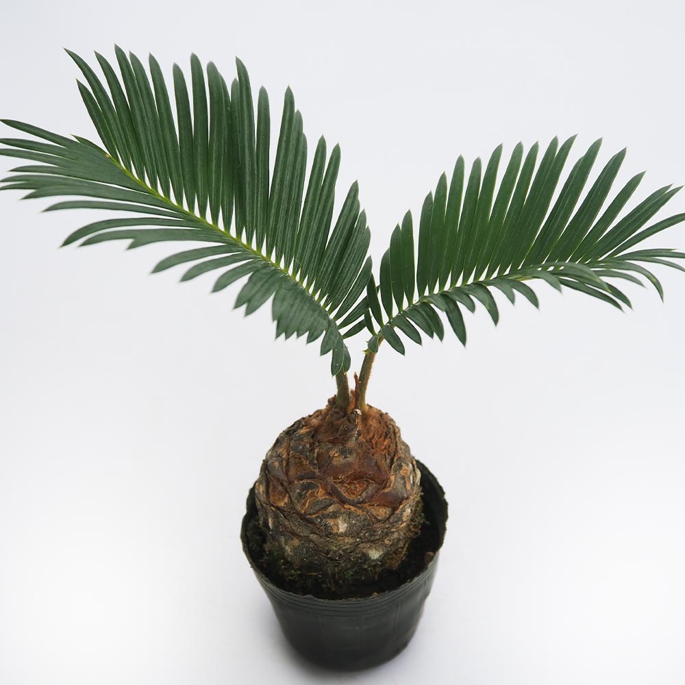 ソテツ 【観葉植物 2号】｜ 【植物のITANSE】全品送料無料