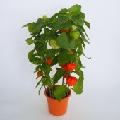 観賞用ホオズキ 【観葉植物 5号／1個売り】|観葉植物