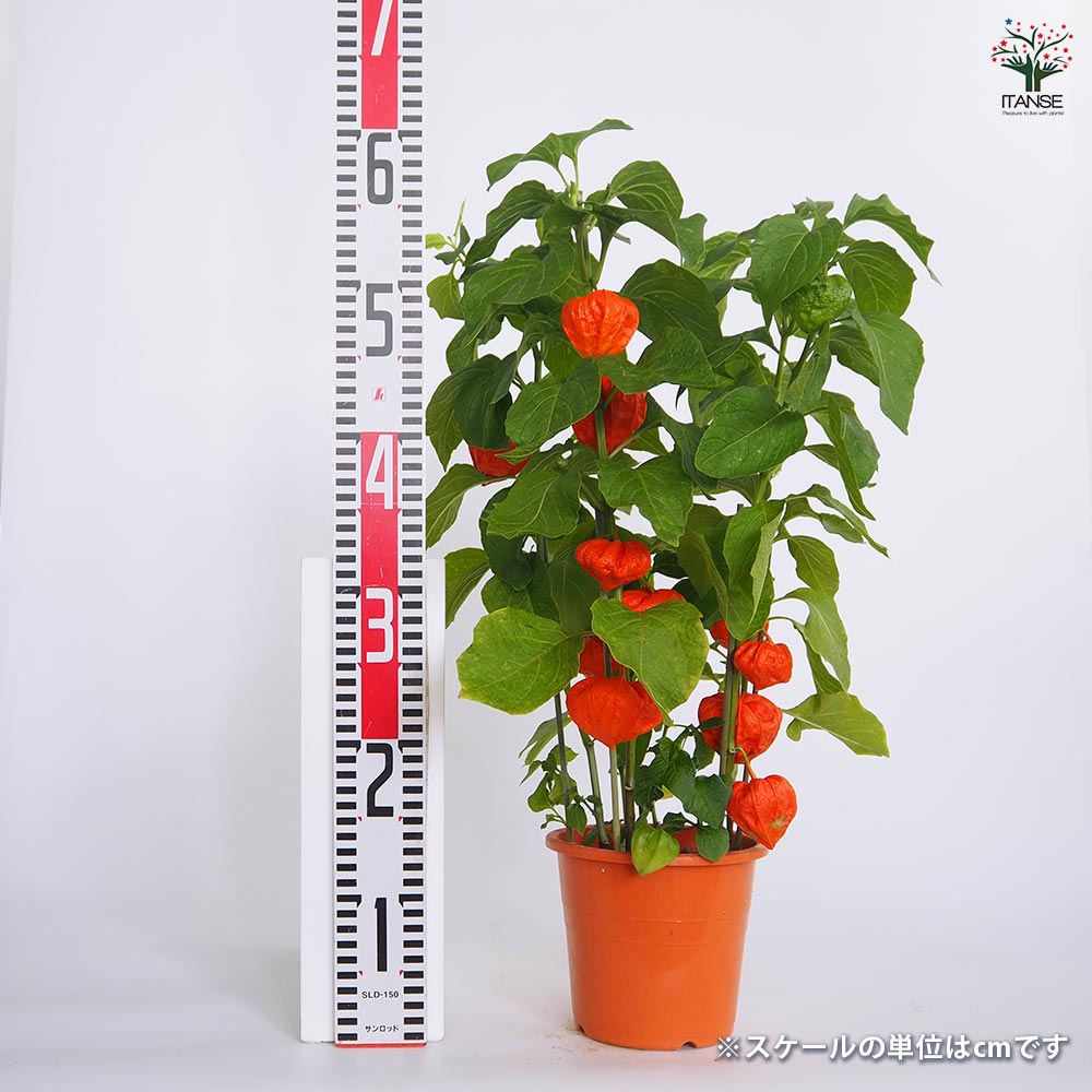観賞用ホオズキ 【観葉植物 5号／1個売り】｜ 【植物のITANSE