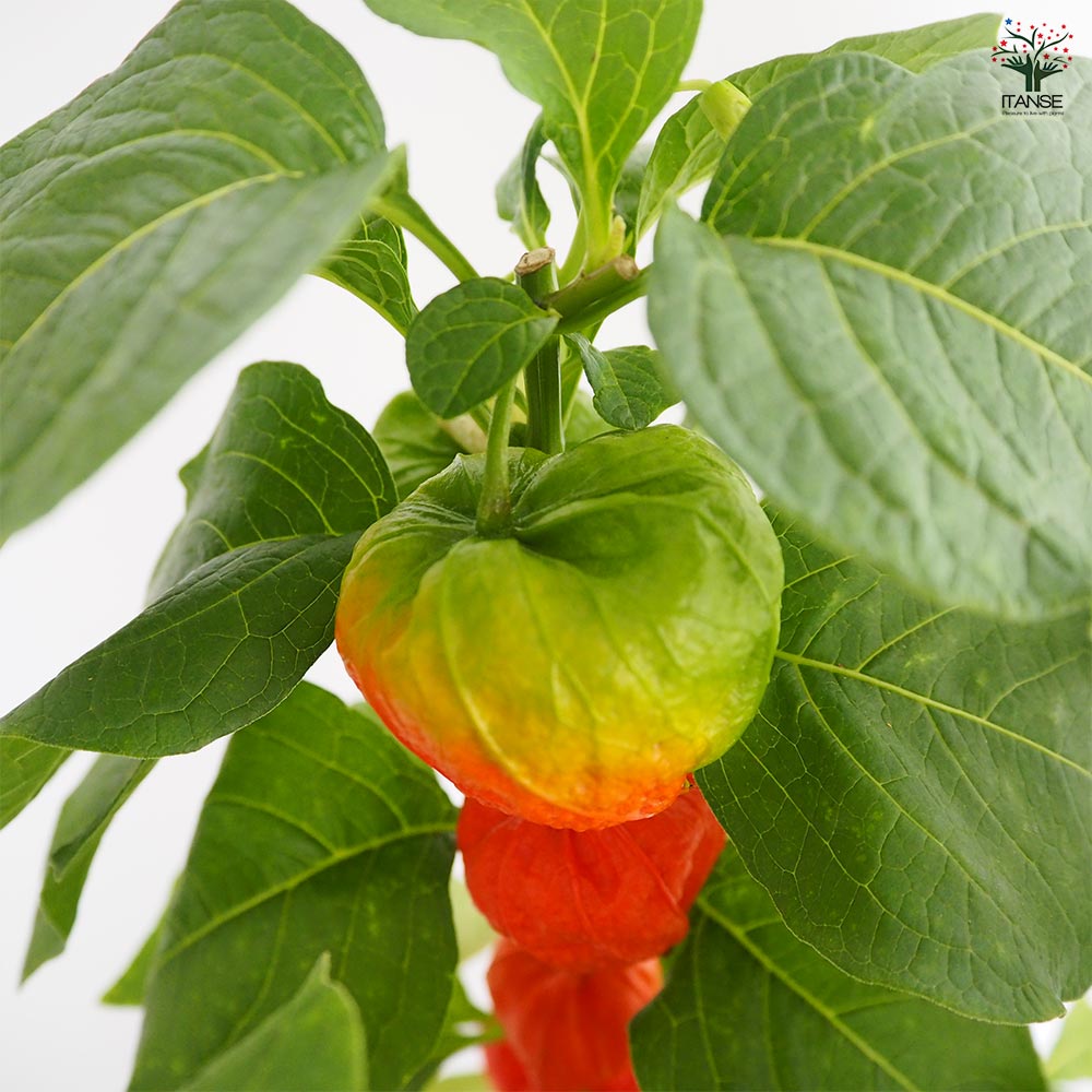 観賞用ホオズキ 【観葉植物 5号／1個売り】｜ 【植物のITANSE