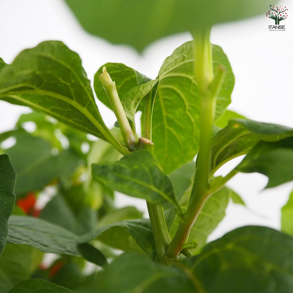 観賞用ホオズキ 【観葉植物 5号／1個売り】｜ 【植物のITANSE