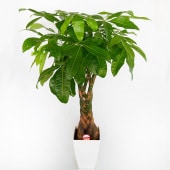 パキラ グラブラ 【観葉植物 7号／1個売り】|観葉植物