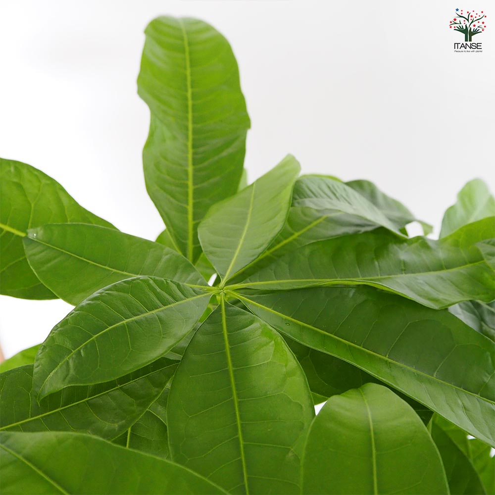 パキラ植物 観葉植物 パキラ 6号 斑入り 竹バスケット 付き | 観葉植物なら