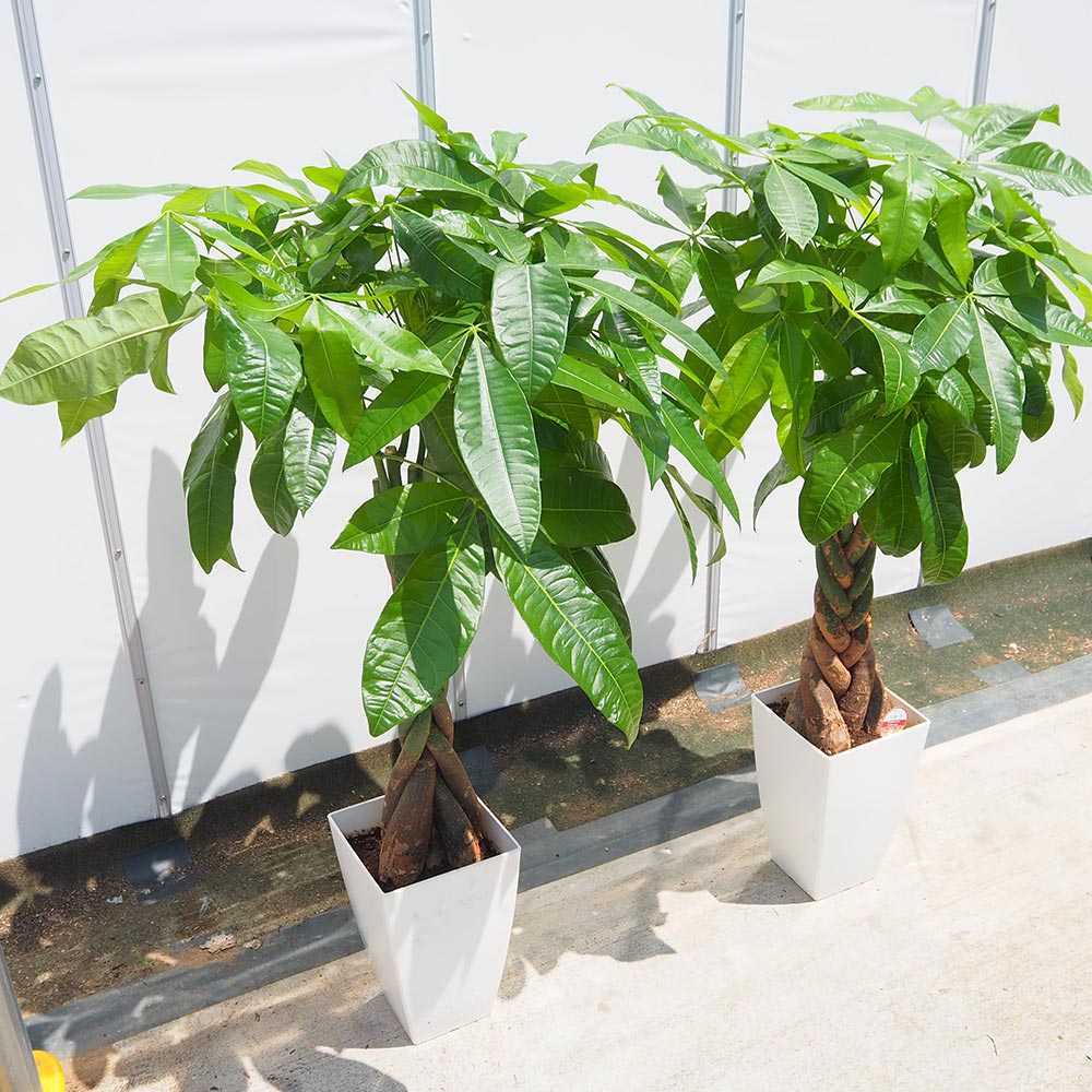 パキラ グラブラ 【観葉植物 7号／1個売り】｜ 【植物のITANSE