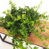 ヘデラ ラブグリーン 【観葉植物 3.5号】|観葉植物