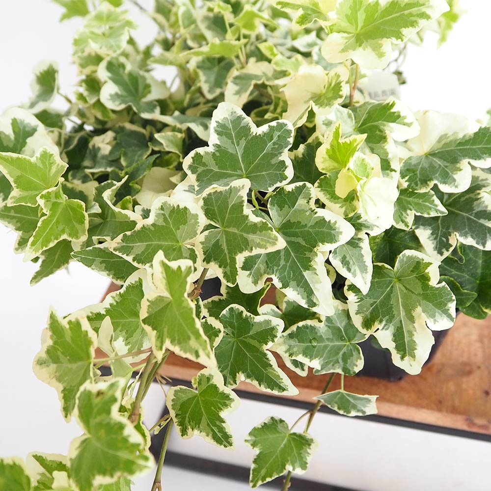 ヘデラ マリリン  【観葉植物 3.5号】